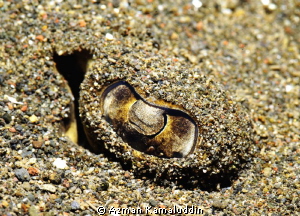 Stingray Eye
D700/Aquatica, 105mm, 1/125, f22 by Azman Kamaluddin 